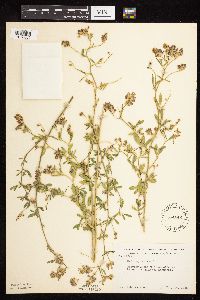 Medicago sativa image