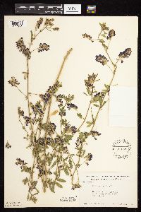Medicago sativa image