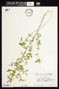 Medicago sativa image