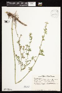 Medicago sativa image