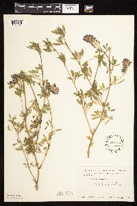 Medicago sativa image