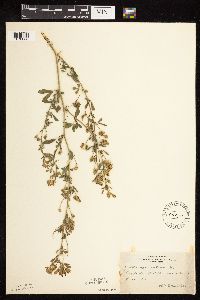 Medicago sativa image