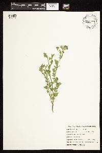 Medicago sativa image