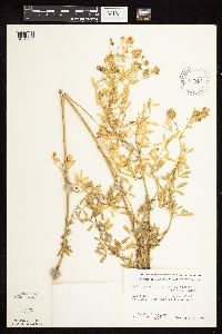 Medicago sativa image