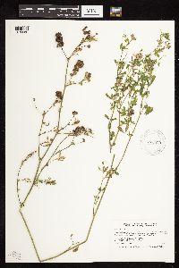 Medicago sativa image