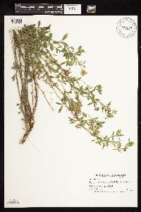 Medicago sativa image