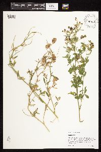 Image of Medicago sativa