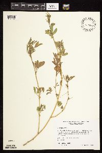 Medicago sativa image