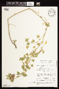 Thumbnail image of current specimen