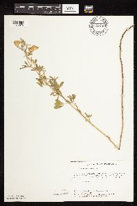 Thumbnail image of current specimen