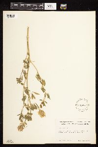 Medicago sativa image