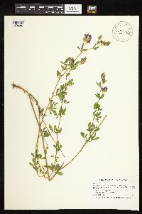Medicago sativa image