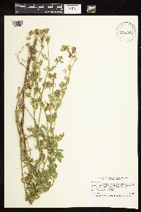 Medicago sativa image