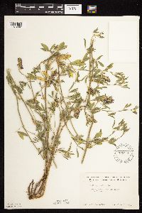 Medicago sativa image