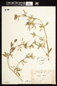 Medicago sativa image