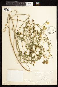 Medicago sativa image