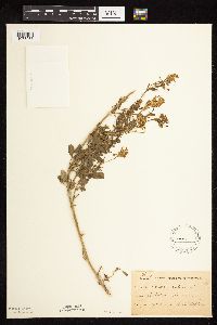 Medicago sativa image