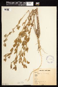 Medicago sativa image