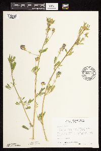 Medicago sativa image