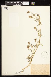 Medicago sativa image