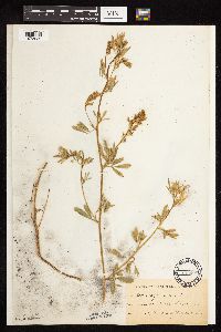 Medicago sativa image