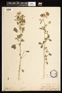 Medicago sativa image