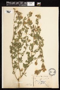 Medicago sativa image