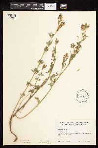 Medicago sativa image