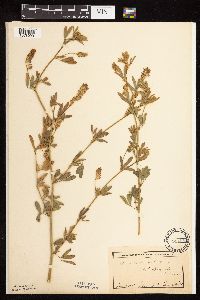 Medicago sativa image