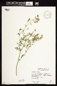 Medicago sativa image