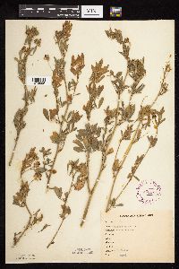 Medicago sativa image