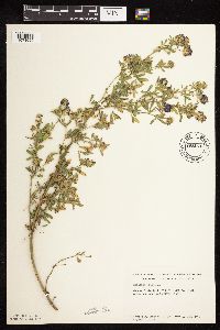 Medicago sativa image