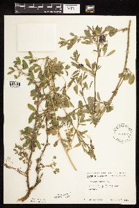 Medicago sativa image