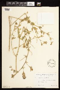 Medicago sativa image