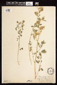 Medicago sativa image
