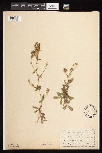 Medicago sativa image