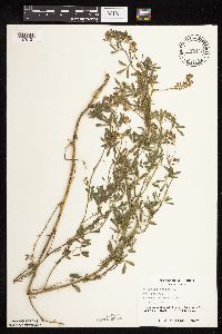 Medicago sativa image