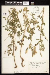 Medicago sativa image