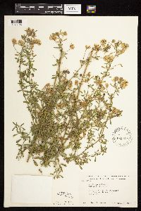Medicago sativa image
