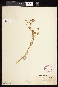 Medicago sativa image