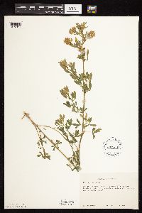 Medicago sativa image