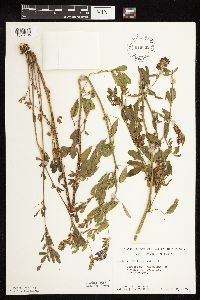 Medicago sativa image