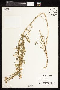 Medicago sativa image