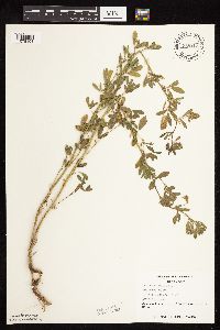 Medicago sativa image