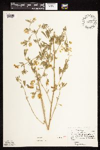Medicago sativa image