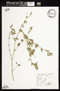 Medicago sativa image