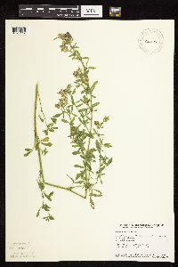Medicago sativa image