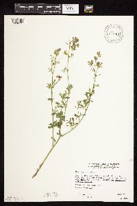 Medicago sativa image