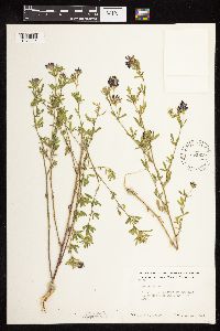 Medicago sativa image