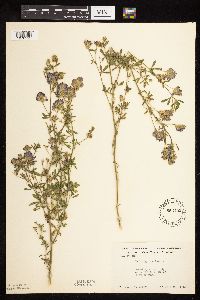 Medicago sativa image